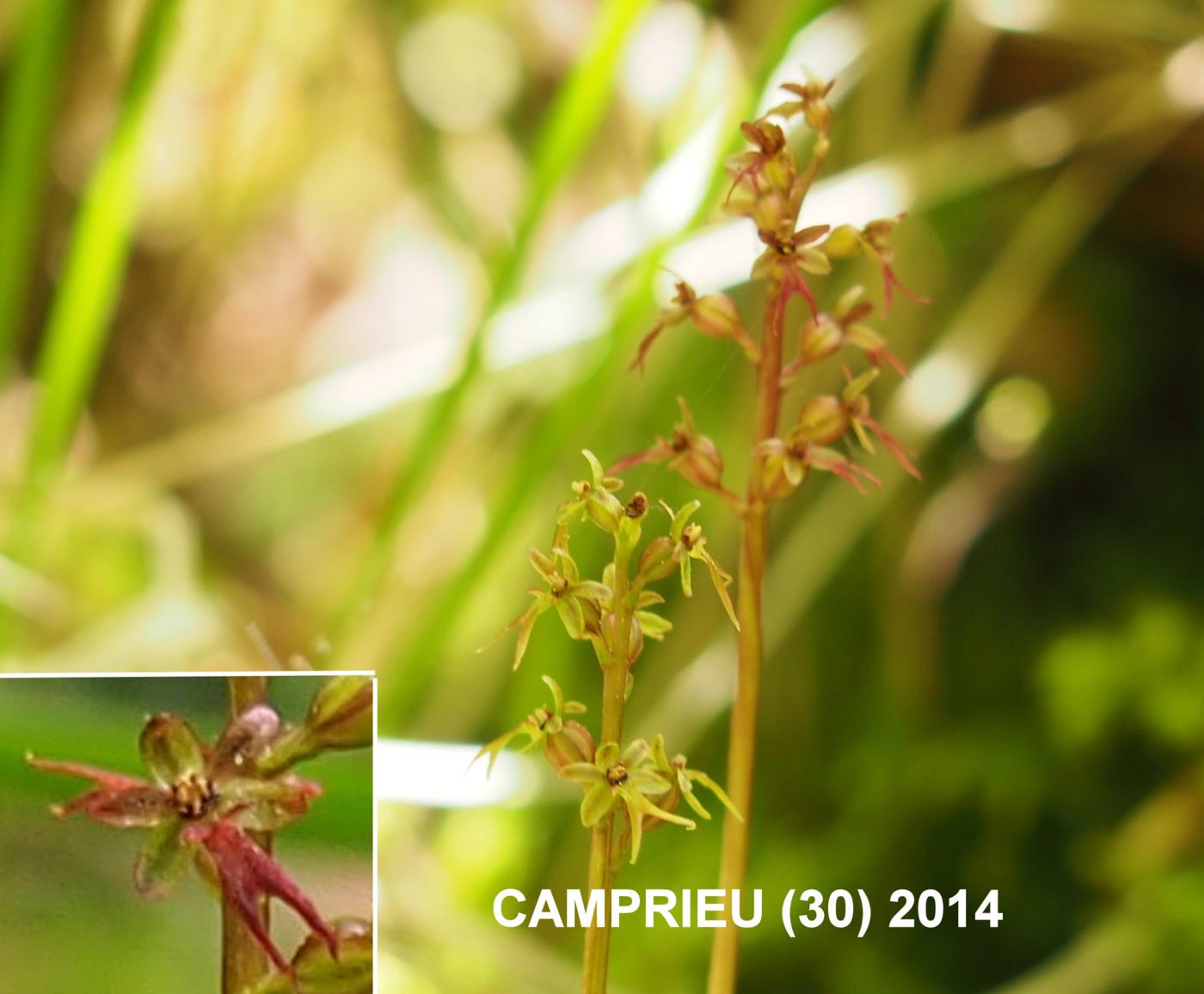 Twayblade, Lesser flower